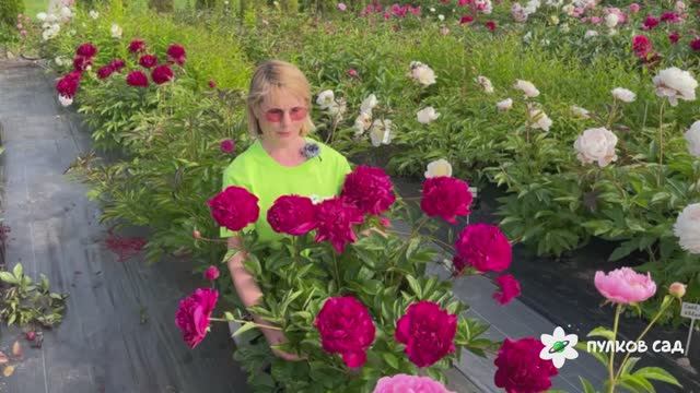 Music Man peony. Мьюзик Мэн пион. Пулков сад (2025 г.) смотреть онлайн