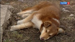 Содержать кошек выгоднее, чем собак