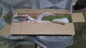 Кипарис Аризонский,посадка саженцев 👍💪🌲