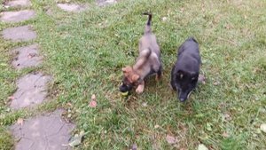 Панк и Понг. Щенки немецкой овчарки