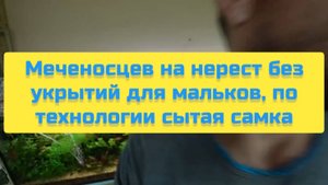МЕЧЕНОСЦЕВ НА НЕРЕСТ БЕЗ УКРЫТИЙ ДЛЯ МАЛЬКОВ, ПО ТЕХНОЛОГИИ СЫТАЯ САМКА