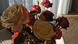 Каркасы для укрытия роз готовы, а холодов все нет. 22-23.10.2025 восток Ленинградской области