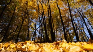 Красота с подвохом: врачи предупредили об опасности осенних фотосессий в листве