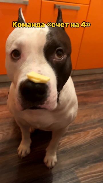 Команда «на счет 4» смотреть онлайн