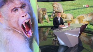 В США сбежали обезьяны, зараженные коронавирусом и гепатитом C / События на ТВЦ