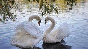 Лебеди