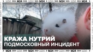 Зоозащитников обвинили в краже нутрий из пруда в подмосковном Жабкино - Москва 24