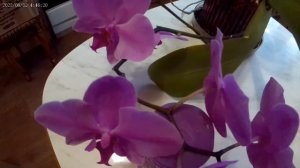 (70) Как орхидея отвечает на мои любовь и заботу.mp4