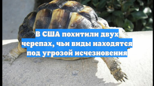 В США похитили двух черепах, чьи виды находятся под угрозой исчезновения