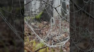 Фредерик Шопен, все ноктюрны.