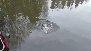 Крупная рыба клюёт неохотно. Клёвое место, Лосиный остров, спорт-зона.