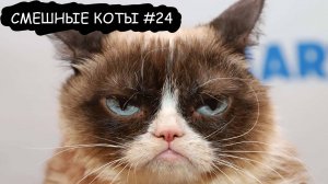 😹 СМЕШНЫЕ КОТИКИ 😹 СМЕШНЫЕ ВИДЕО ТОЛЬКО ЛУЧШЕЕ #24