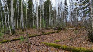 Октябрь... "МИМОХОДОМ", 28 октября 2025 год. Автор проекта О. Дзиов