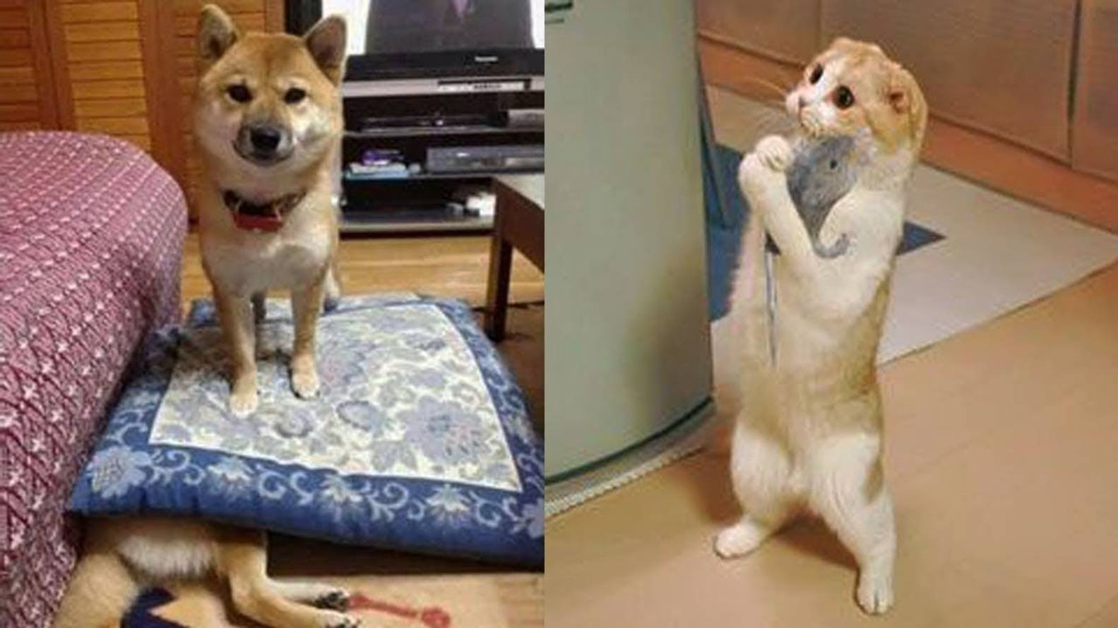 ЗАБАВНЫЕ МОМЕНТЫ С ЖИВОТНЫМИ, СНЯТЫЕ НА КАМЕРУ