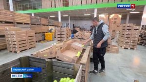 На этой неделе в Крыму завершается сбор яблок