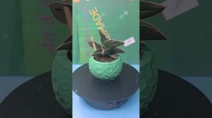 Кашпо из гипса ручная работа.