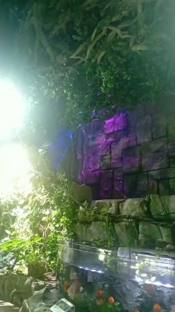 Тропический дождевой лес. Океанариум на Русском острове. смотреть онлайн