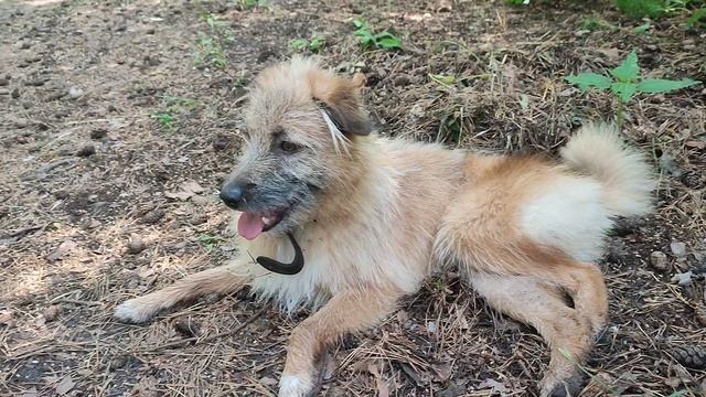 Любитель леса, красавчик Сеня 1 год