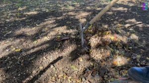 В Керчи продолжаются сезонные работы по уходу за зелёными насаждениями