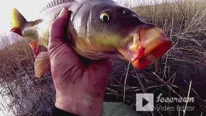 Карпик осенний