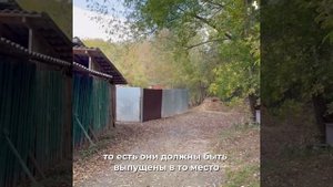 Как во Владимире решается вопрос с безнадзорными животными