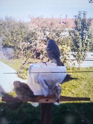 Птицы на кормушке онлайн!