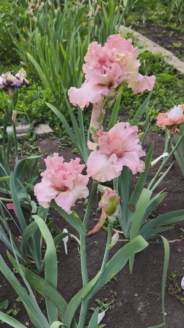 ирис шестифолый FINAL BOW