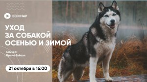 Вебинар «Осенне-зимний уход за собаками: советы по здоровью и безопасности»