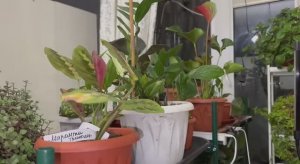 Цветов все больше, приобрели бак для полива.