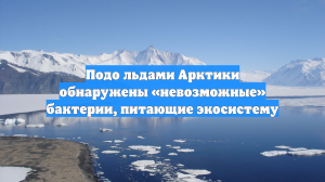 Подо льдами Арктики обнаружены «невозможные» бактерии, питающие экосистему