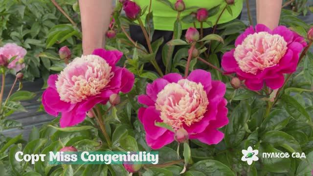 Miss Congeniality peony. Мисс Конгениаль пион. Пулков сад (2025 г.) смотреть онлайн