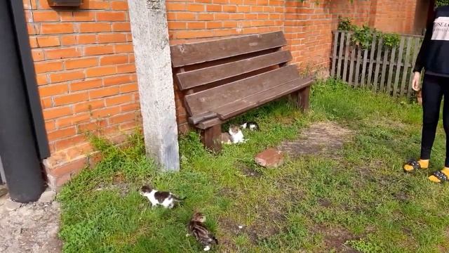 VLOG: 25 мая 2021 г. Отдадим котят в хорошие руки. Котятам 1 месяц.