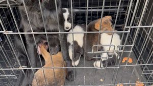 Спасли диких щенков