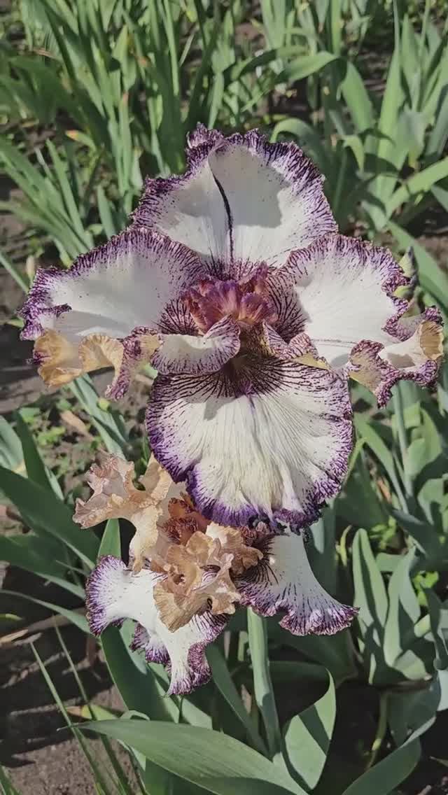 ирис шестифолый 'One in a million'