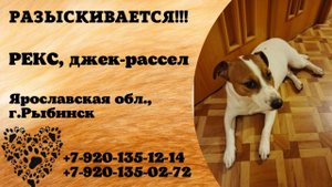 Пропала собака! РЕКС, джек-рассел. Ярославская обл., г.Рыбинск.