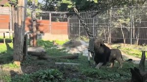 Устал и лёг!😁