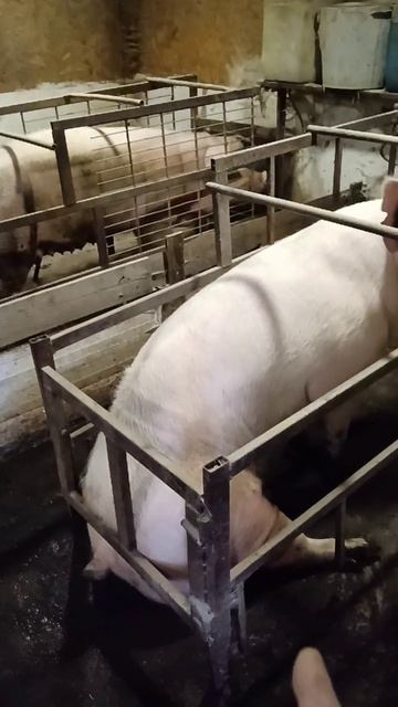 Небольшой обзорчик чтоб не забывали 29-10-2025 смотреть онлайн