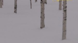 "МИМОХОДОМ", 29 октября 2014 год. Автор проекта О. Дзиов