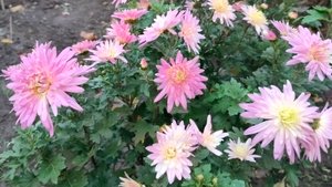 Живём как умеем. Работаем для себя. Жизнь станичная на пенсии.