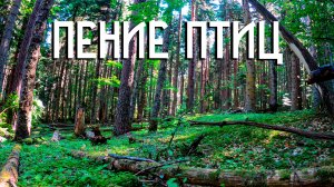 Пение птиц в горном лесу / Звуки природы / Музыка леса