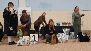 25.10.2025, СПб. Клуб "Северная Венеция-1" (РКФ, РФОС"). Выставка собак САС 3 группы FCI