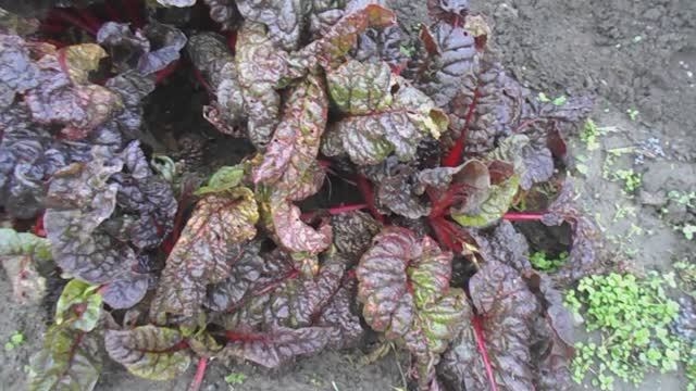 DSCN8403Мангольд-листовая свекла.