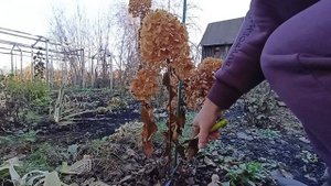 Короткая обрезка метельчатых гортензий.