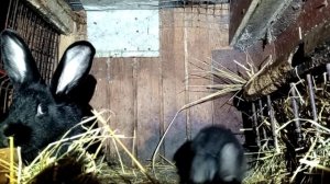 Молодая крольчиха с маленькими крольчатами 2 камера