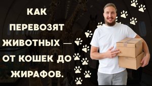 Как перевозят животных — от кошек до жирафов