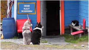 Усы, лапы и хвост. Улыбочка-снимаю (окончание).