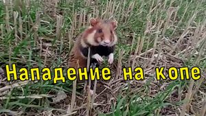 Как на меня хомяк напал