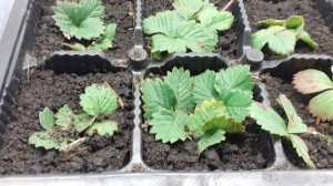 29.10.2025 Как выглядят сейчас растения для улицы (на сезон 2026)