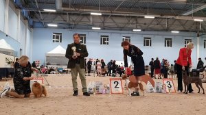25.10.2025, СПб. Клуб "Северная Венеция-1" (РКФ, РФОС"). Выставка собак САС 5 группы FCI