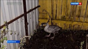 Жительница Сыктывкара приютила у себя лебедя, который не смог улететь на юг